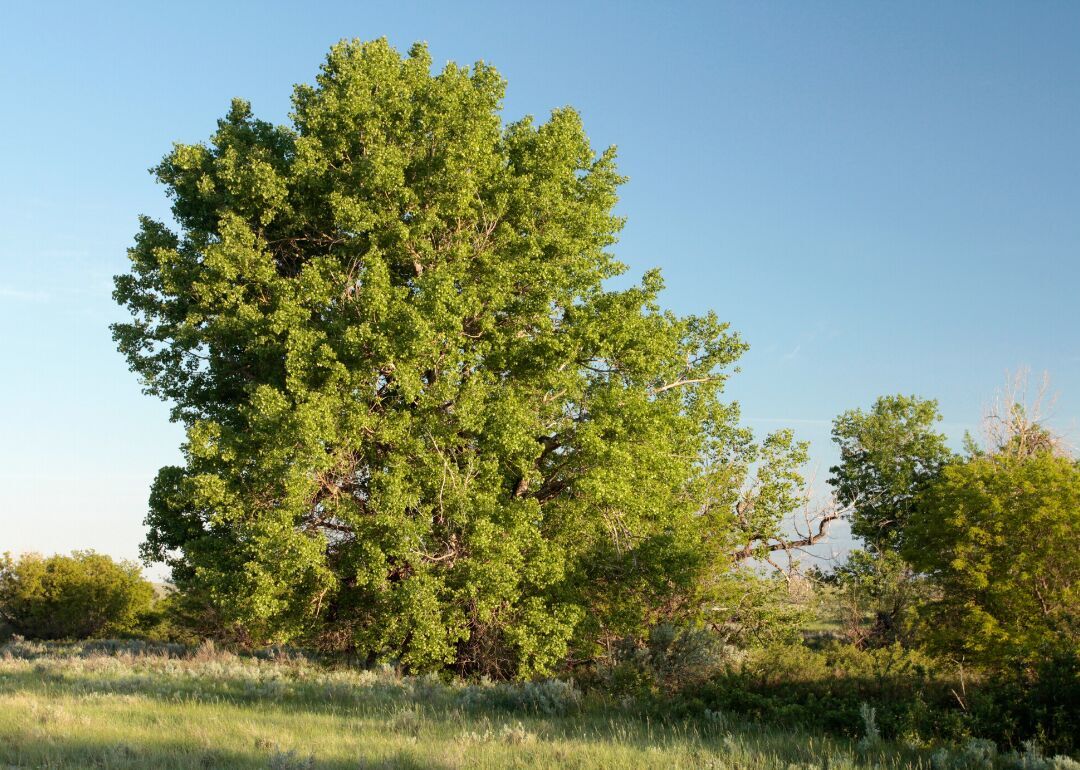 Answer: Tree #14